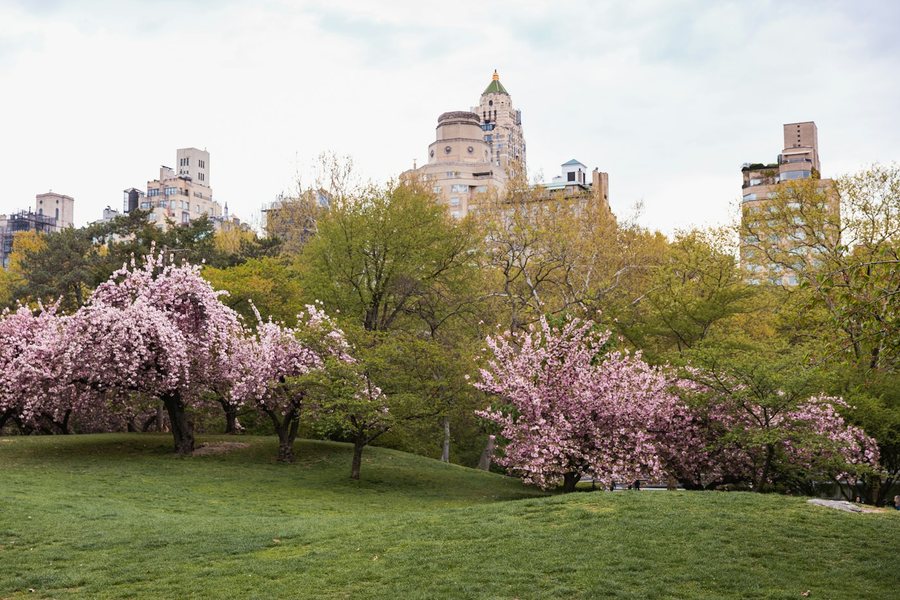 Central Park in spring bloom